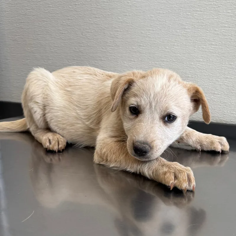 A baby medium-sized female White / Cream Mixed Breed dog named Stella for adoption in Las Cruces, NM