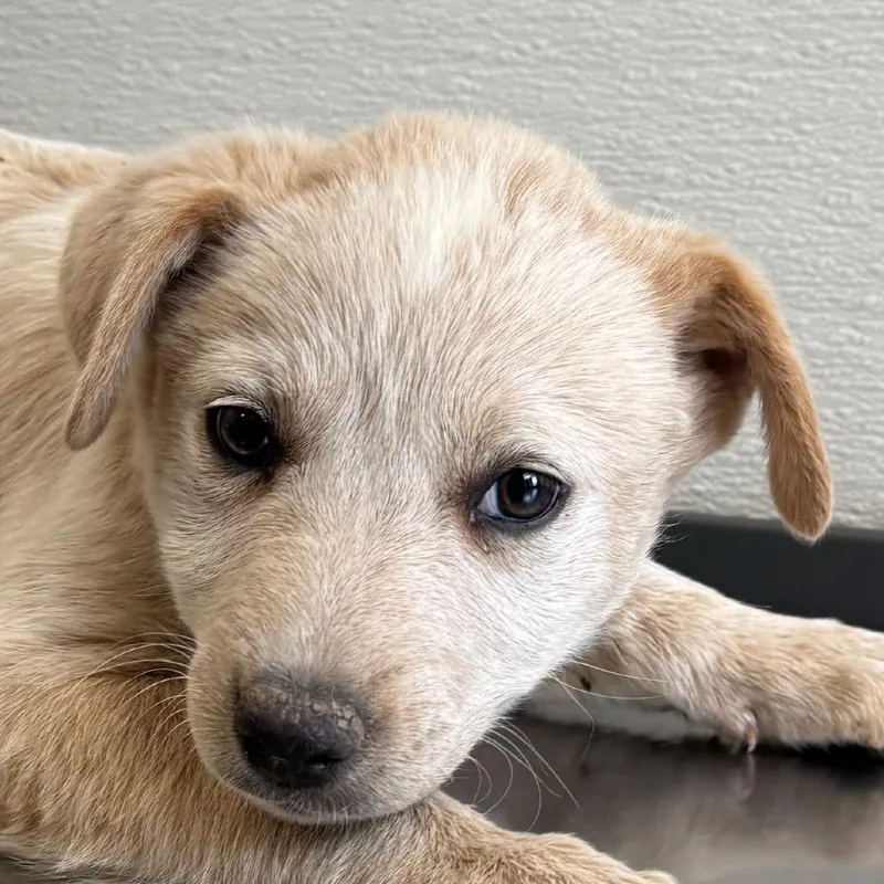 Stella thumbnail 4