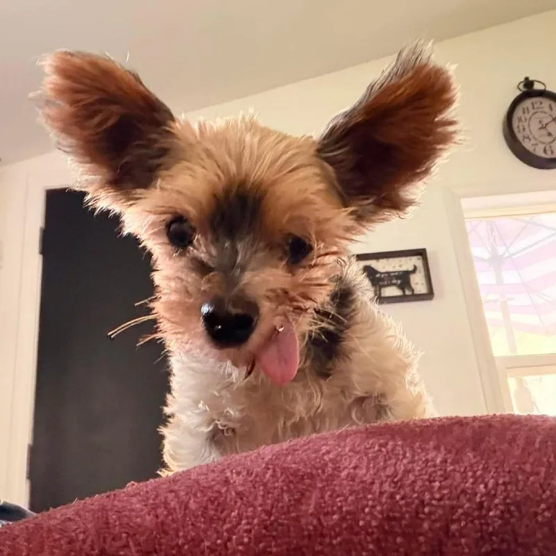 A senior small-sized male Yellow / Tan / Blond / Fawn Yorkshire Terrier dog named Mai Tai for adoption in Jackson, MO