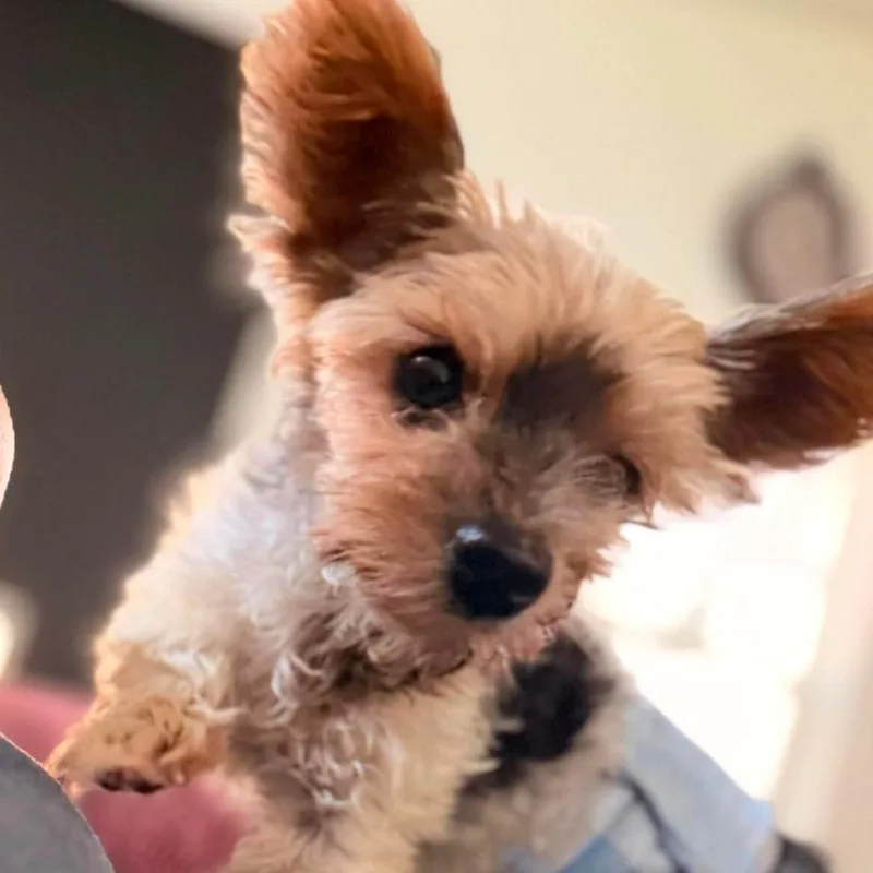Mai Tai thumbnail 6