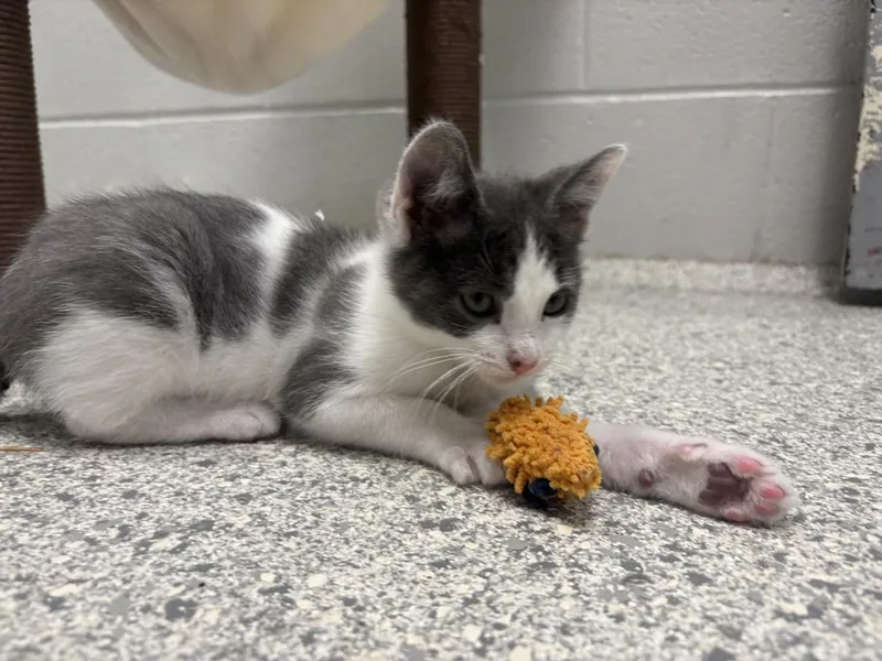 A baby small-sized male Gray & White Domestic Short Hair cat named Castor for adoption in Bowling Green, OH