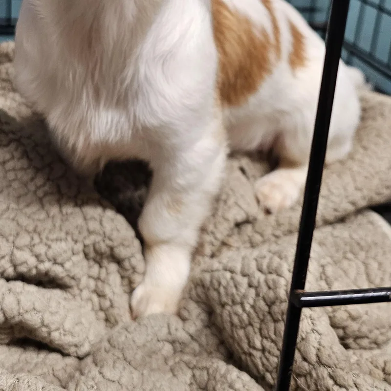 A baby small-sized female Red / Chestnut / Orange Dachshund (Long Haired) dog named Nutter Butter for adoption in Chesnee, SC