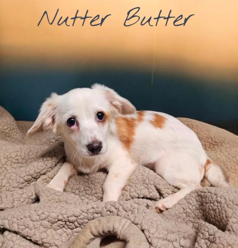 Nutter Butter thumbnail 4