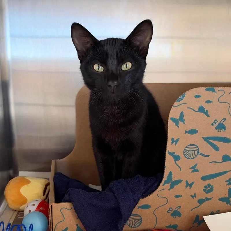 A young small-sized female Black Domestic Short Hair cat named October for adoption in Santa Barbara, CA