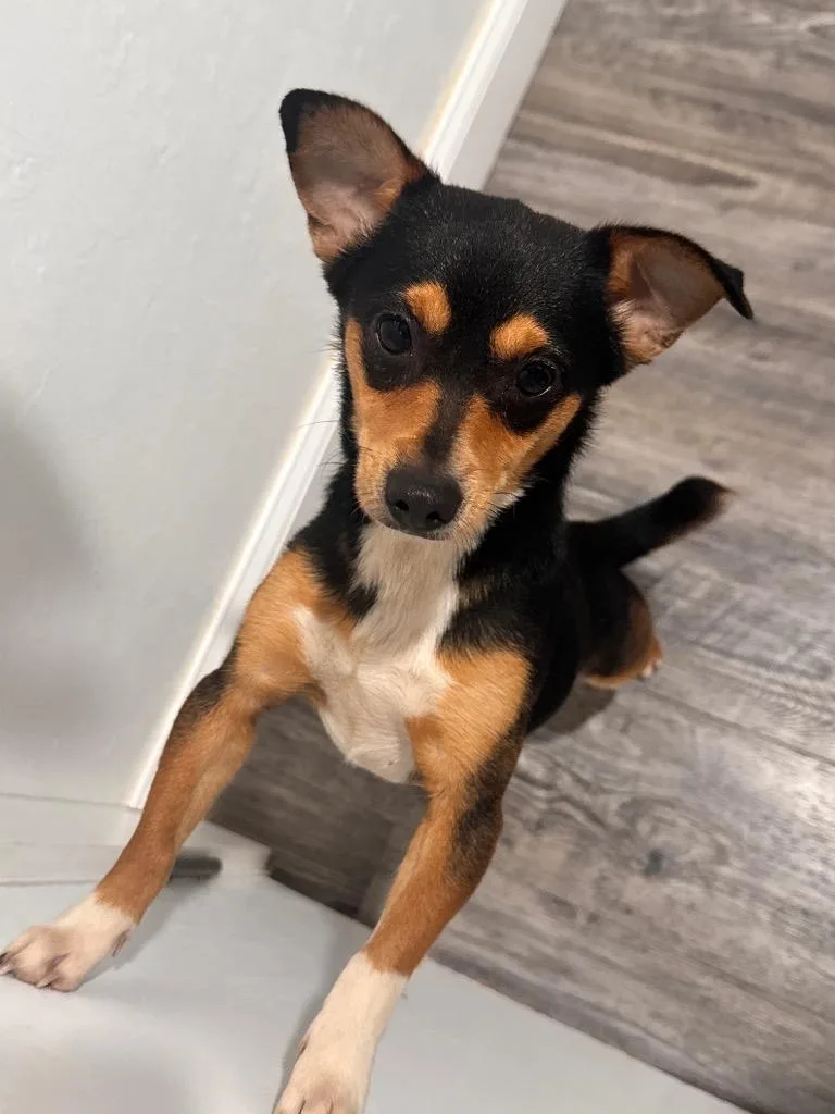 A young small-sized male Mixed Breed dog named Eric for adoption in Labelle, FL