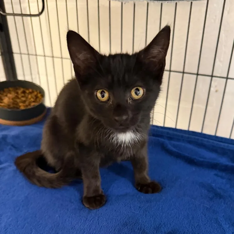 A baby small-sized female Black Domestic Short Hair cat named Ruth for adoption in Hampton Bays, NY