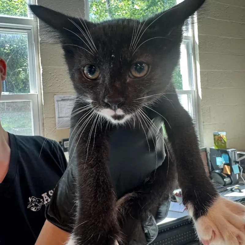 A baby small-sized male Black Domestic Short Hair cat named John Wick for adoption in Huntington, WV