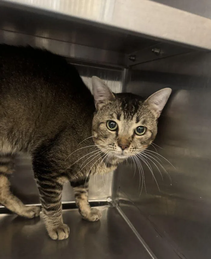 An adult small-sized male Domestic Short Hair cat named Vespertilio for adoption in Hilton Head Island, SC