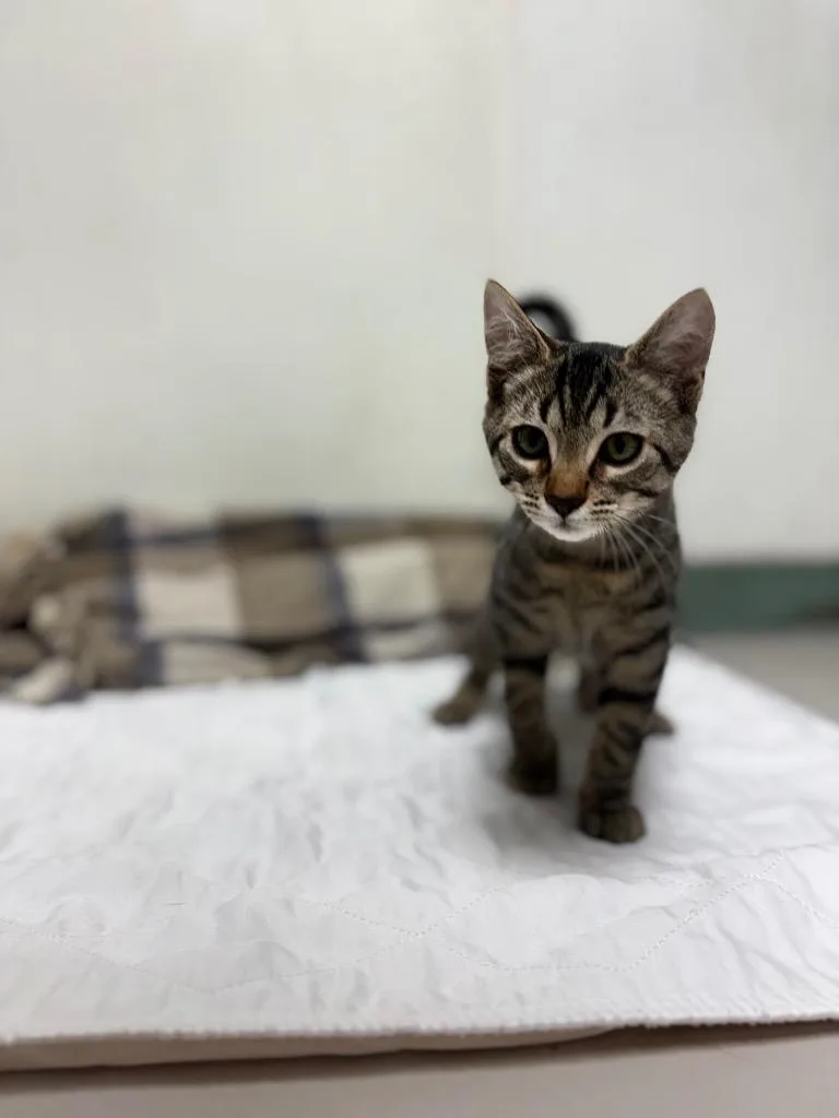 A baby medium-sized male Domestic Short Hair cat named Waffles for adoption in Findlay, OH