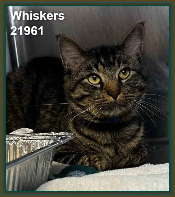 Whiskers
