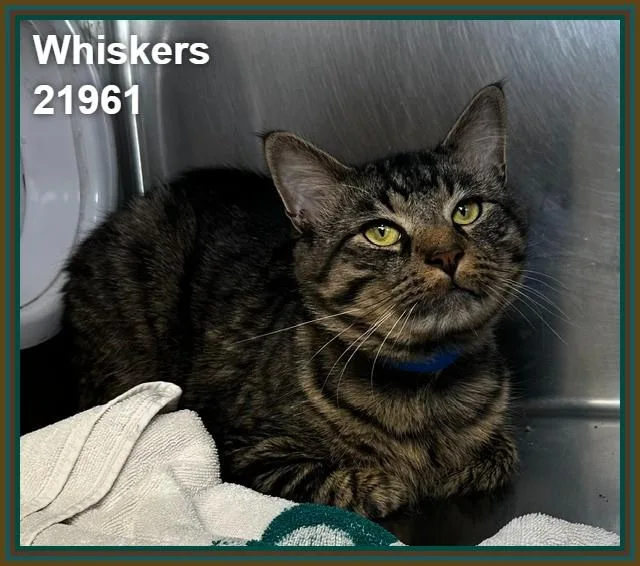 Whiskers thumbnail 2