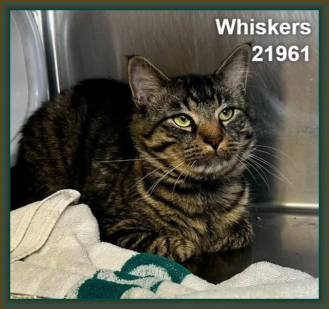 Whiskers thumbnail 3