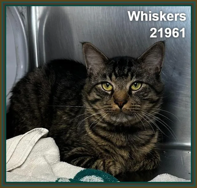 Whiskers thumbnail 4