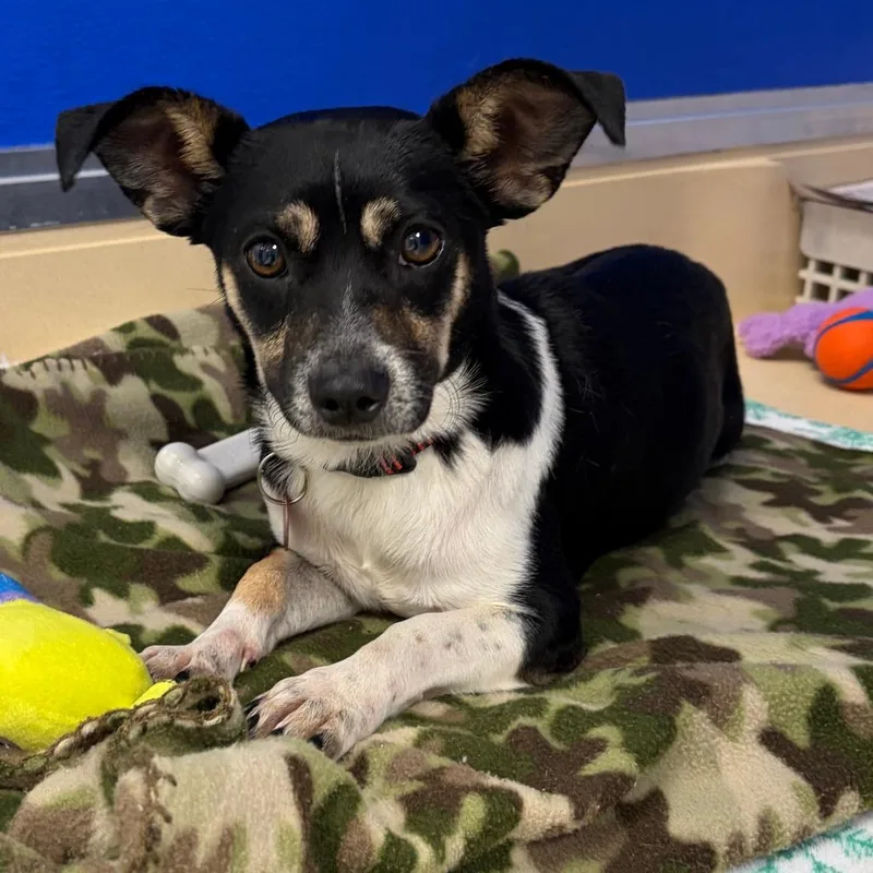 An adult small-sized male Chihuahua dog named Dracula for adoption in Greensboro, GA