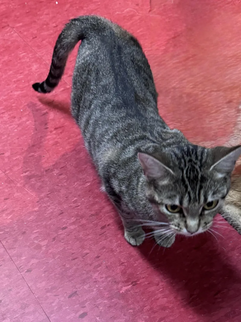 A young medium-sized female Buff / Tan / Fawn Domestic Short Hair cat named Rain for adoption in Hoopeston, IL
