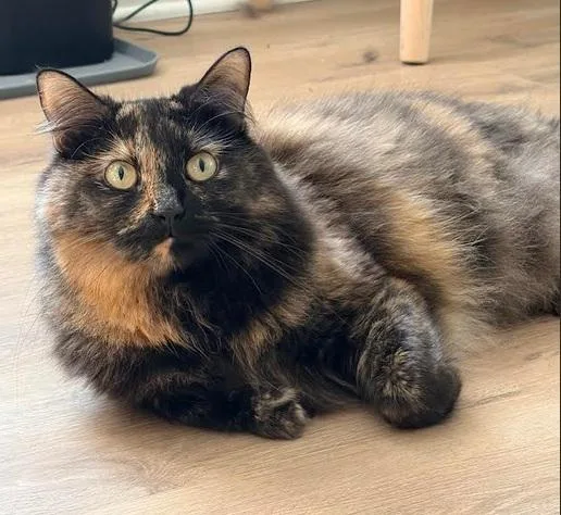 A young medium-sized female Tortoiseshell Domestic Medium Hair cat named Ophelia for adoption in Wilmington, NC