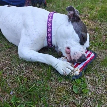A young medium-sized female White / Cream Mixed Breed dog named Storm for adoption in New Tripoli, PA