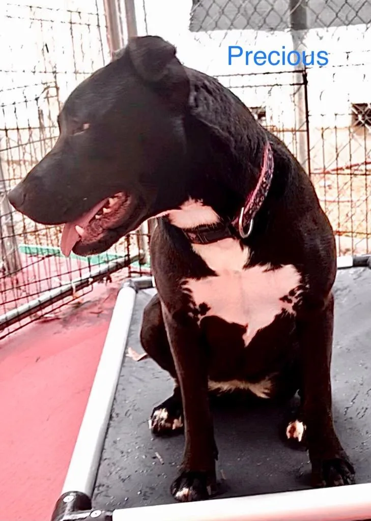 Precious thumbnail 6