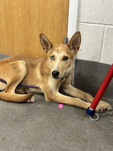 A young medium-sized female Carolina Dog dog named Juniper for adoption in Upper Marlboro, MD