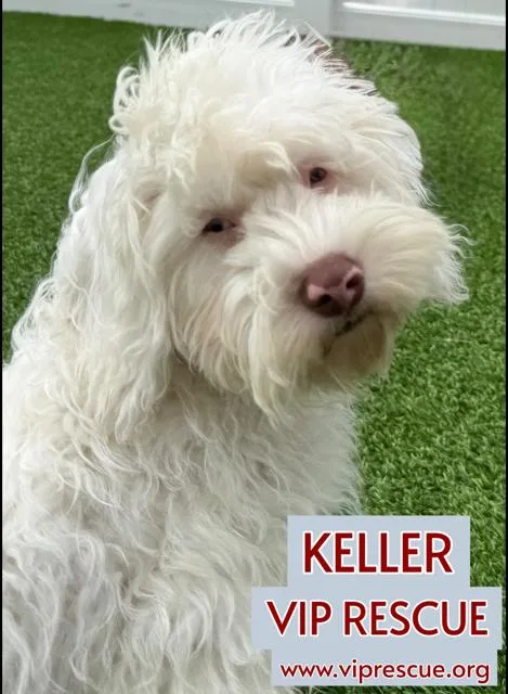 A baby small-sized male White / Cream Cavapoo dog named Keller Redington Beach for adoption in Redington Beach, FL