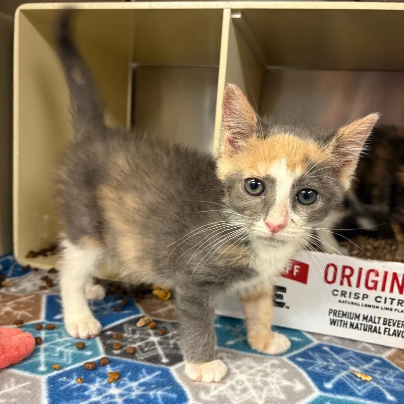 A baby small-sized female Calico Domestic Short Hair cat named Peggy for adoption in Newark, NJ
