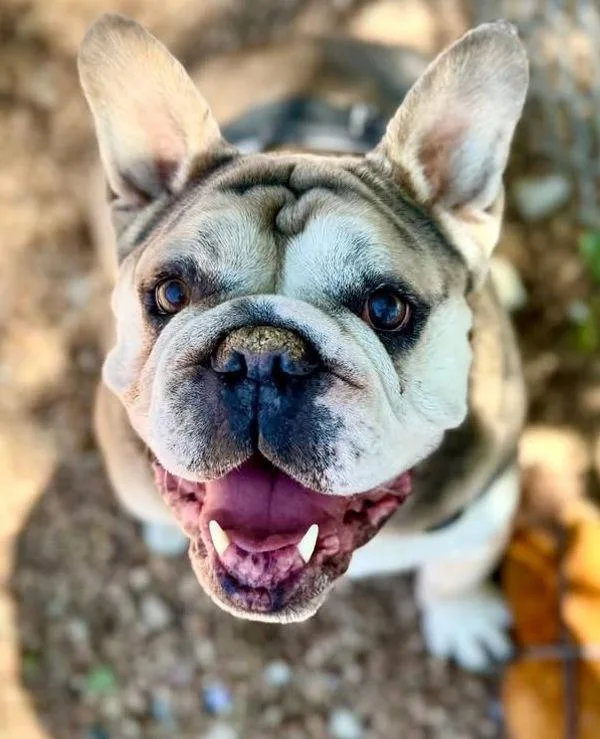 An adult large-sized male English Bulldog dog named Louie for adoption in Littleton, CO