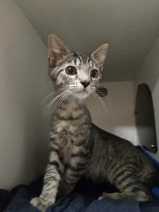A baby small-sized male Domestic Short Hair cat named Sagittarius for adoption in Savannah, GA