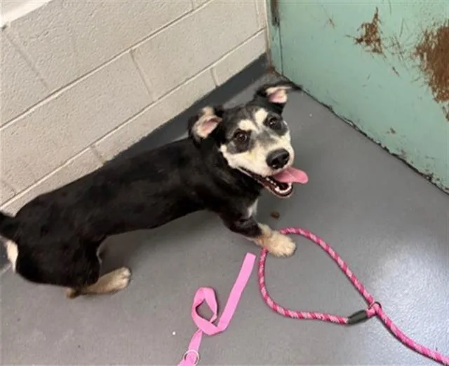 A young medium-sized male German Shepherd Dog dog named Grant for adoption in Antioch, CA