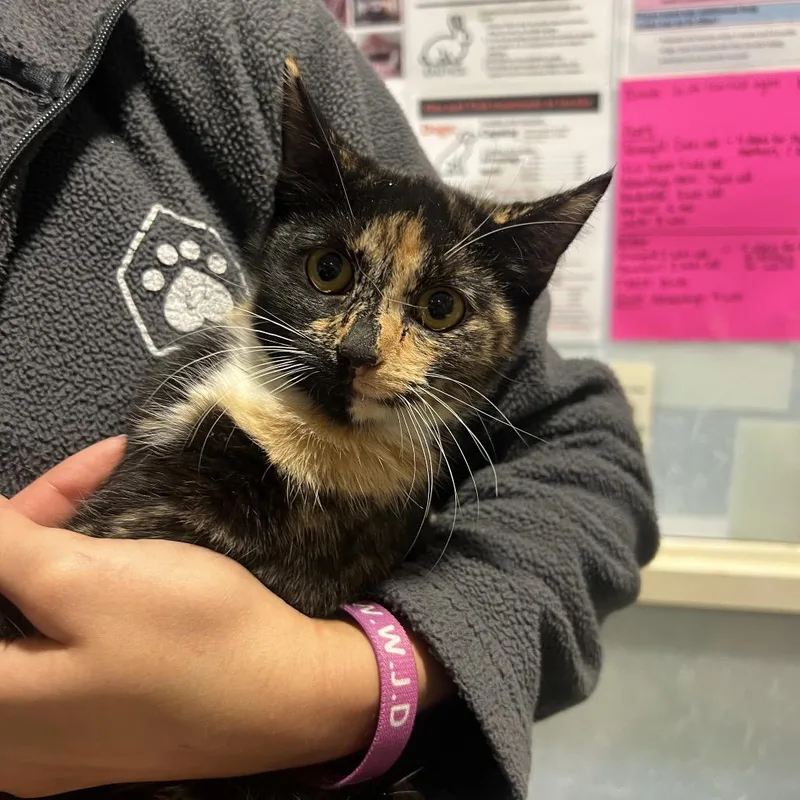 An adult small-sized female Torbie Domestic Medium Hair cat named Amari for adoption in Chattanooga, TN