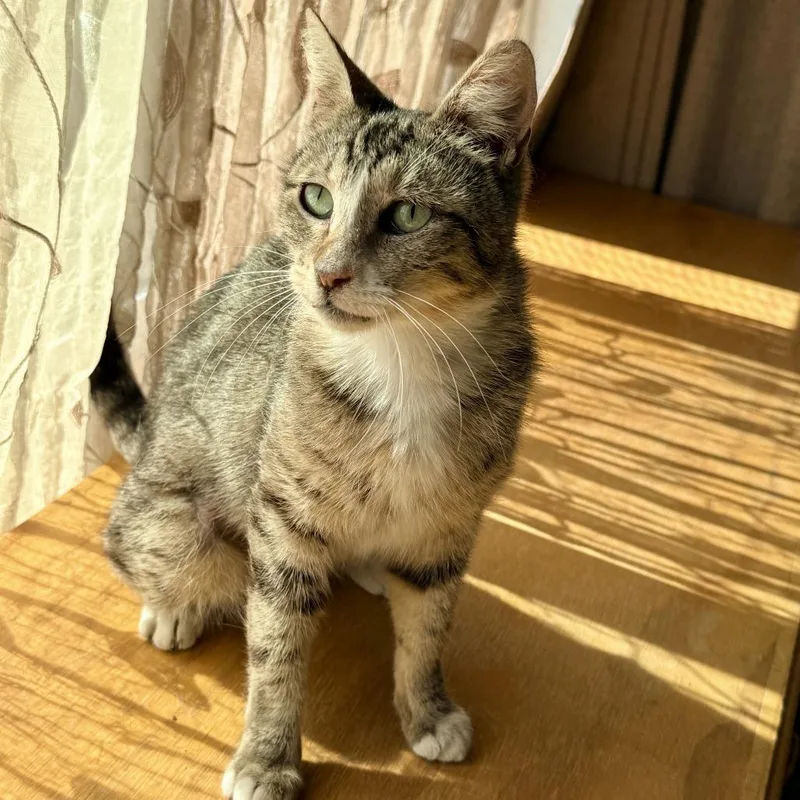 A young small-sized female Brown / Chocolate Domestic Short Hair cat named Jade for adoption in Los Angeles, CA