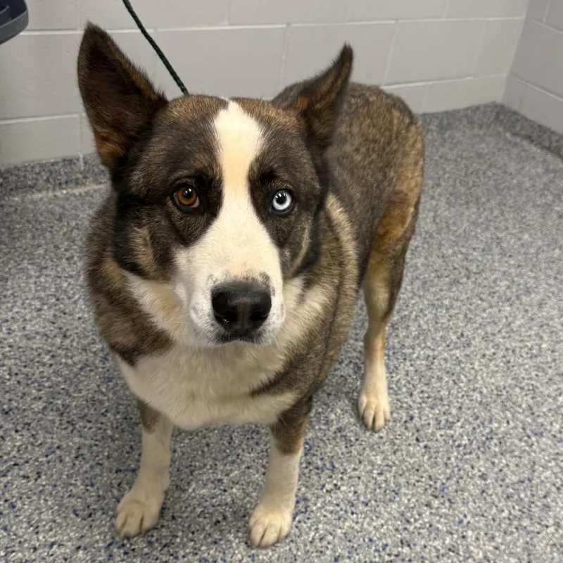 A senior large-sized male White / Cream Mixed Breed dog named Diesel for adoption in Greenville, SC