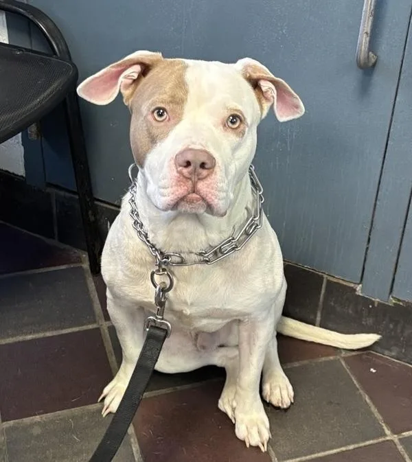 A young medium-sized male Mixed Breed dog named Nasir for adoption in New York, NY