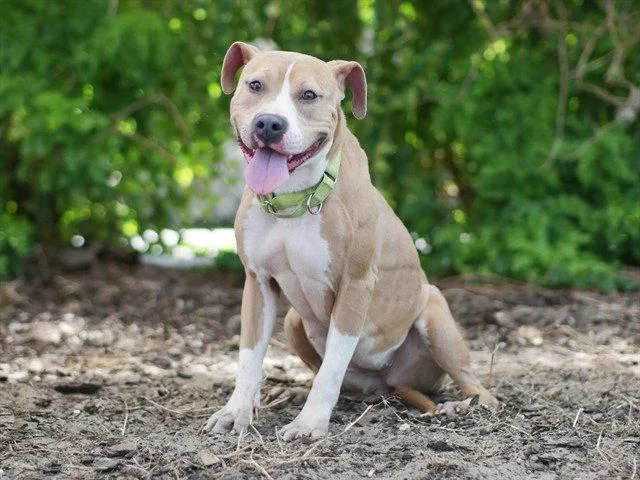 An adult large-sized female Labrador Retriever dog named Zora for adoption in Tavares, FL
