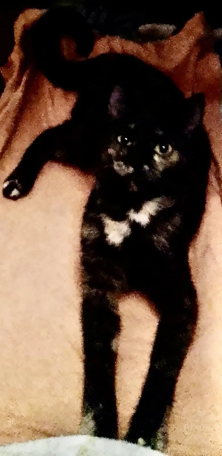 A young medium-sized female Domestic Short Hair cat named Molly for adoption in Oviedo, FL