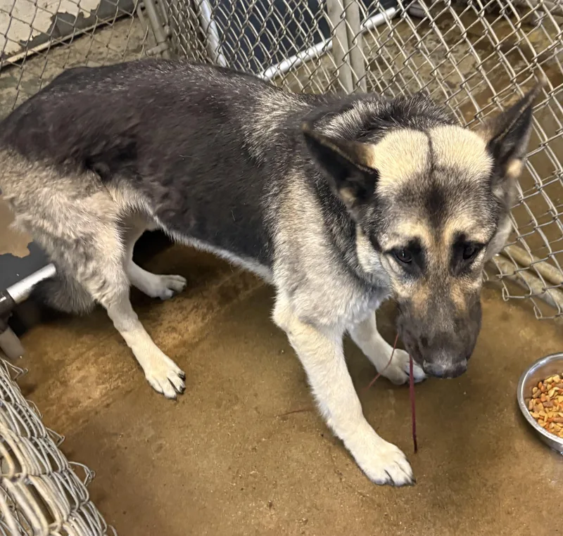 An adult large-sized male Brown / Chocolate German Shepherd Dog dog named Smurfy Hold for adoption in Canton, OH