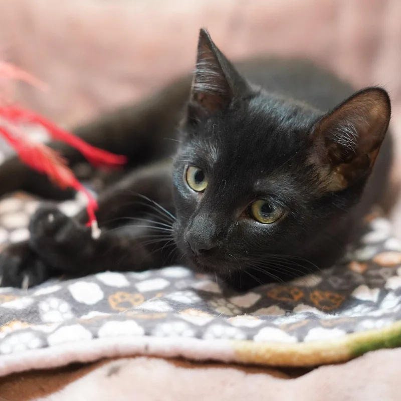 A baby medium-sized male Black Domestic Short Hair cat named O'Doul's for adoption in Garland, TX