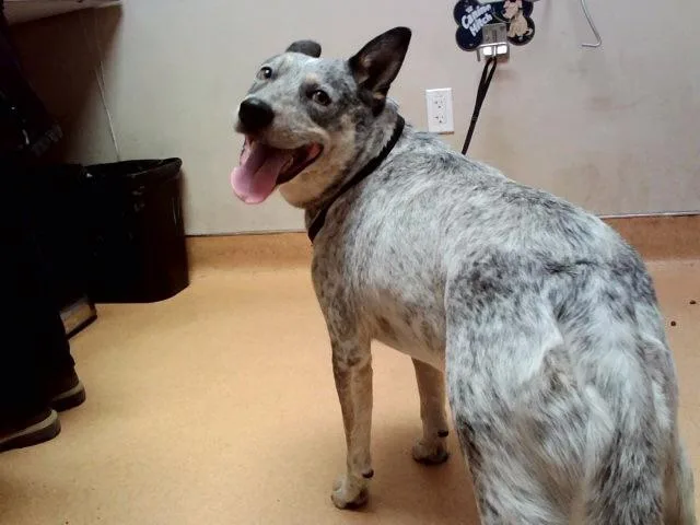 An adult medium-sized male Australian Cattle Dog / Blue Heeler dog named Huckleberry for adoption in Martinez, CA