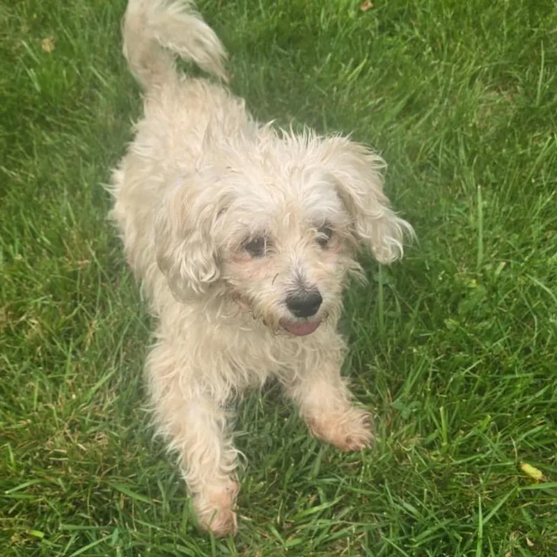 A senior small-sized male Yellow / Tan / Blond / Fawn Cavalier King Charles Spaniel dog named Happy Jack for adoption in Martinsburg, WV