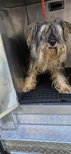 An adult small-sized male Terrier dog named Pen for adoption in Lawrenceville, GA