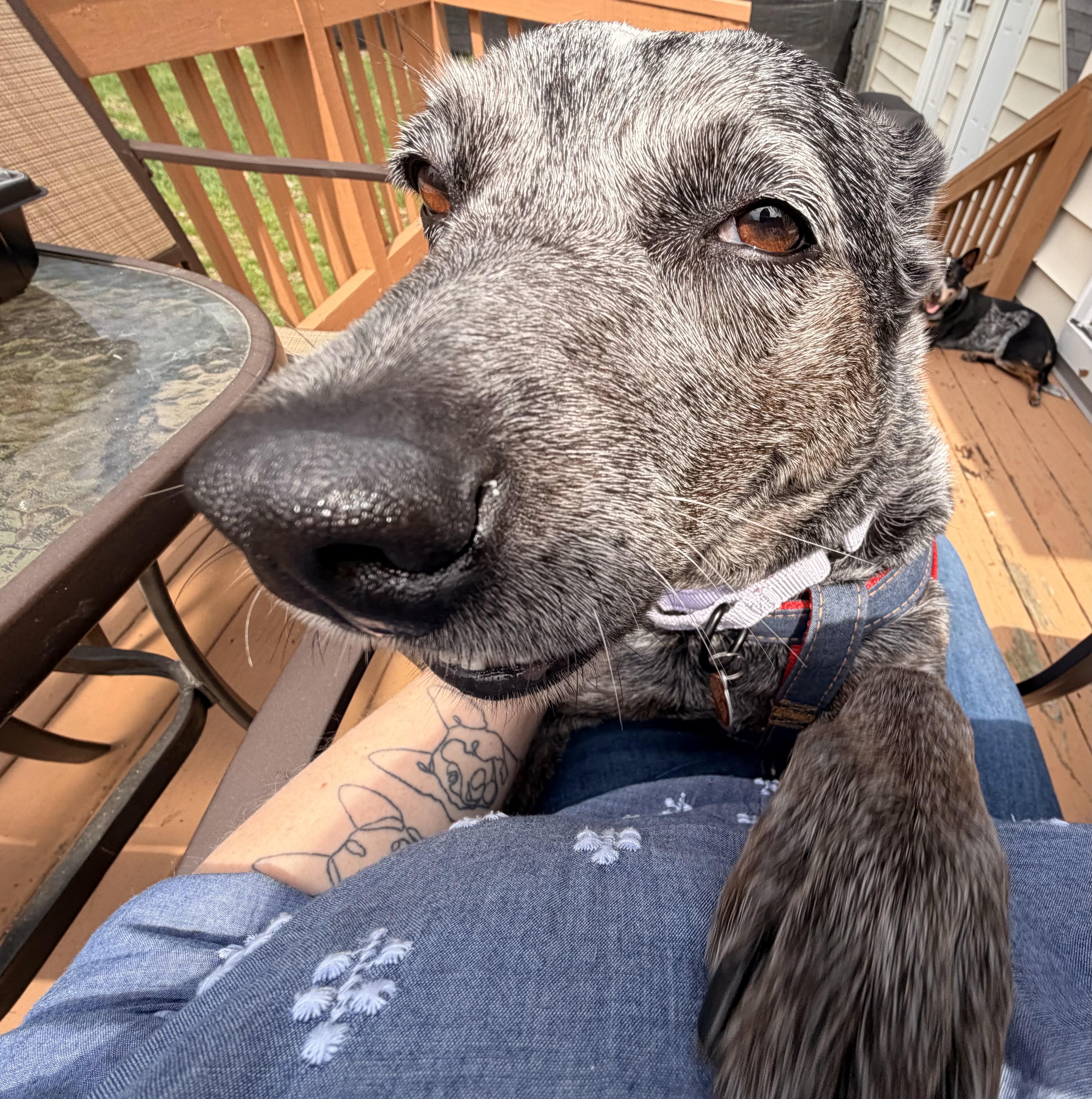 A young medium-sized female Australian Cattle Dog / Blue Heeler dog named Lyla for adoption in Garden City, NY