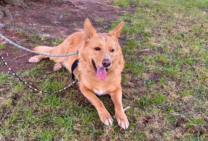 An adult large-sized male Shepherd dog named Beau for adoption in Roseville, CA