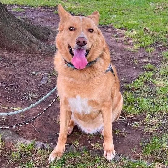 Beau thumbnail 2