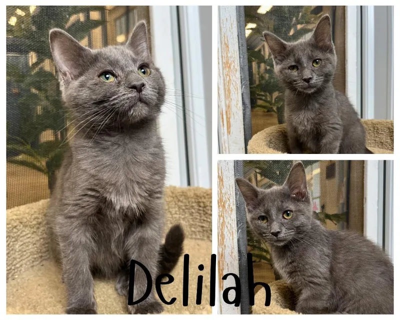 Delilah thumbnail 2