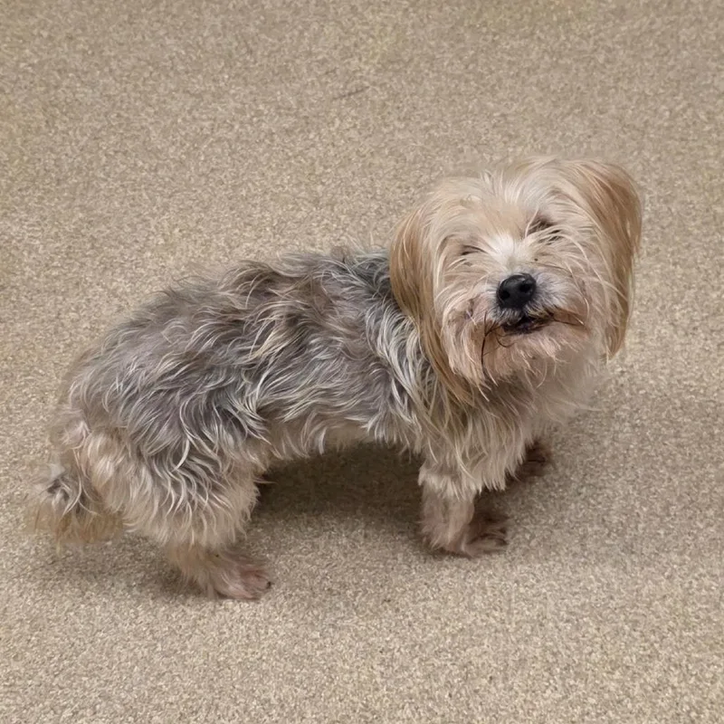 A senior small-sized male Gray / Blue / Silver Yorkshire Terrier dog named Alvin for adoption in Bristol, IN