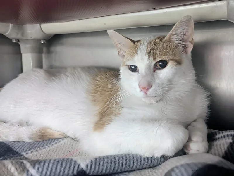A young large-sized male White Domestic Short Hair cat named Heman for adoption in Springfield, IL