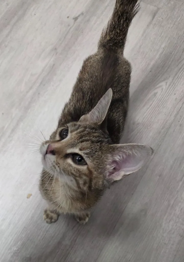 A baby medium-sized female Domestic Short Hair cat named Nissi for adoption in Tampa, FL