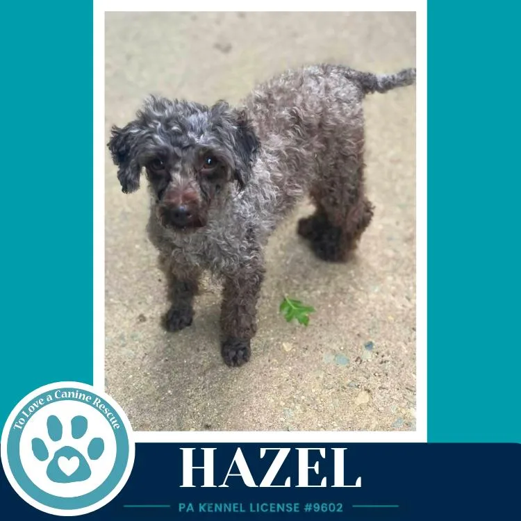An adult small-sized female Brown / Chocolate Poodle dog named Hazel for adoption in Kimberton, PA