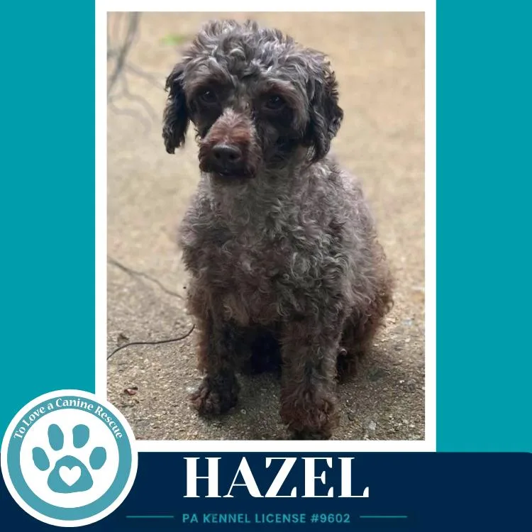 Hazel thumbnail 2