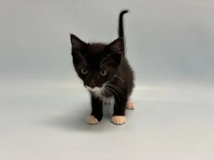 A baby small-sized male Domestic Short Hair cat named Air Horn for adoption in Woodbury, MN