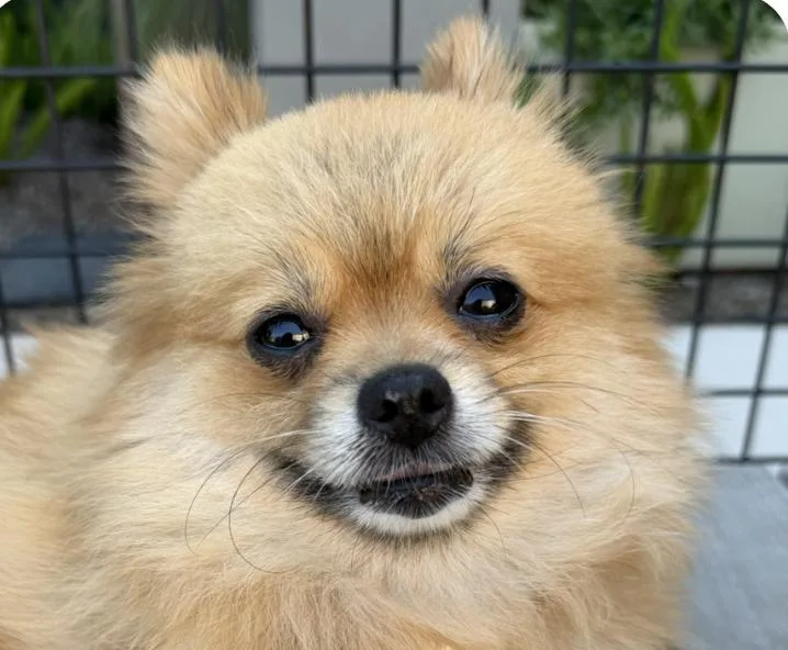 Miso